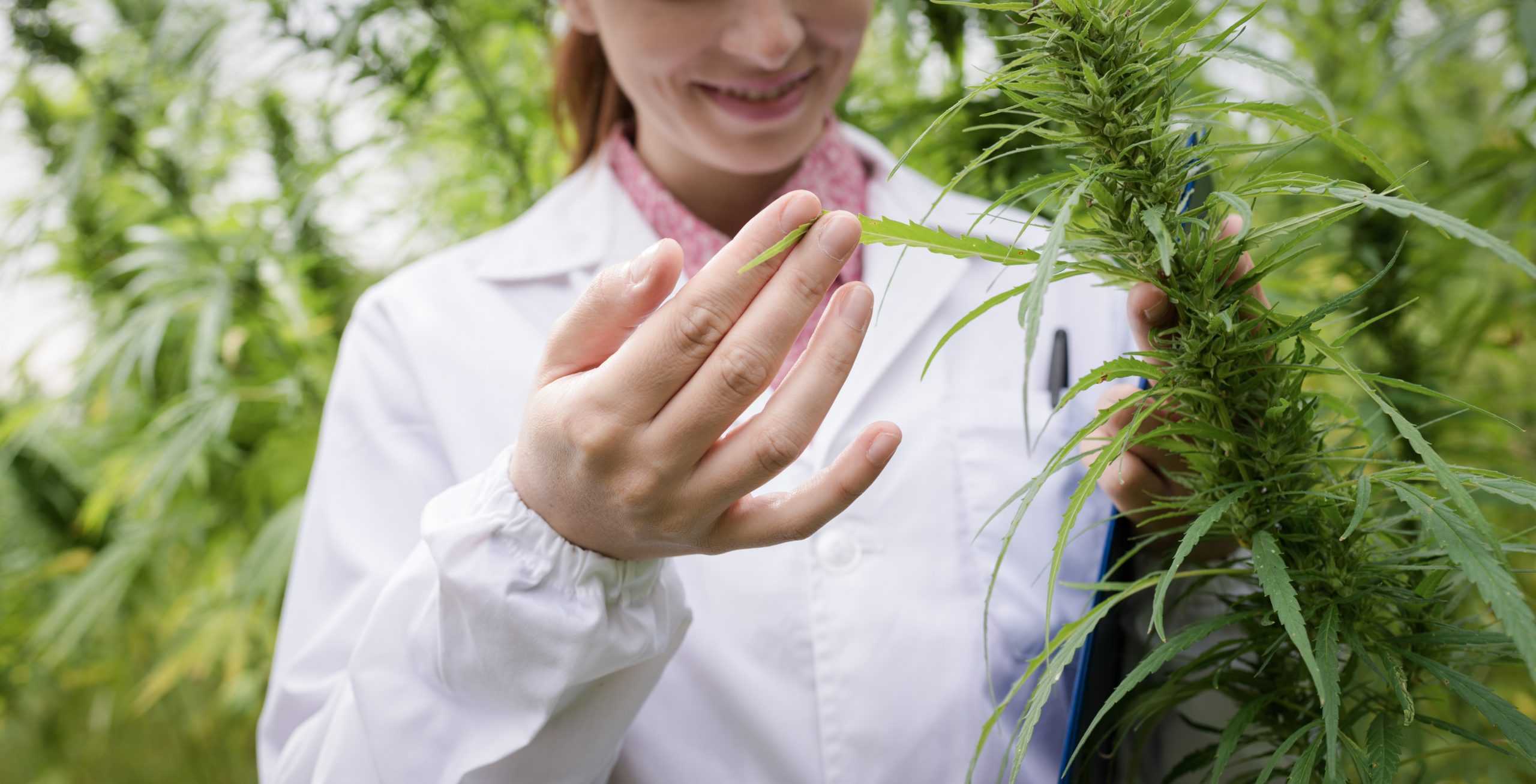 cbd oil, hemp, cannabidiol