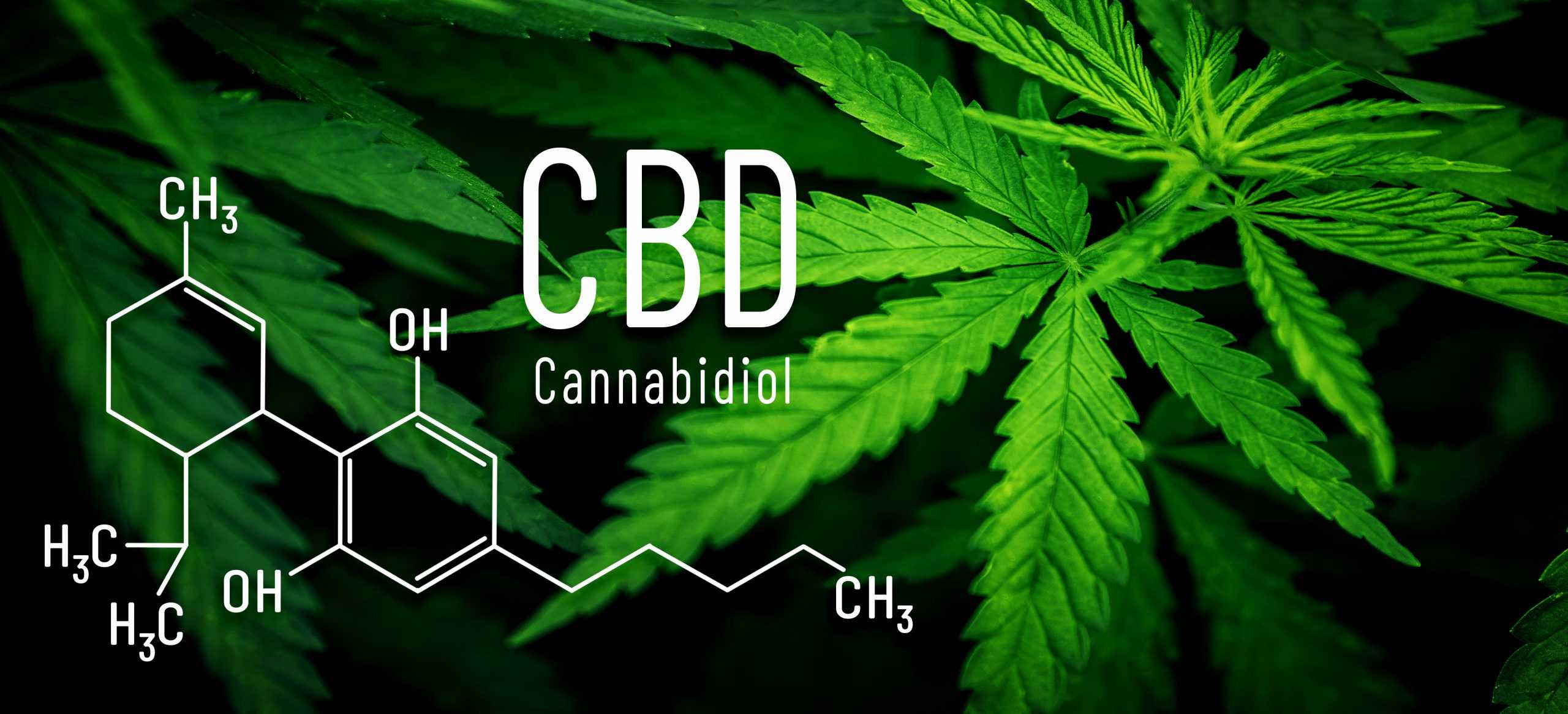 CBD formula cannabis leaf in background banner. Cannabinol medical macro flower marijuana