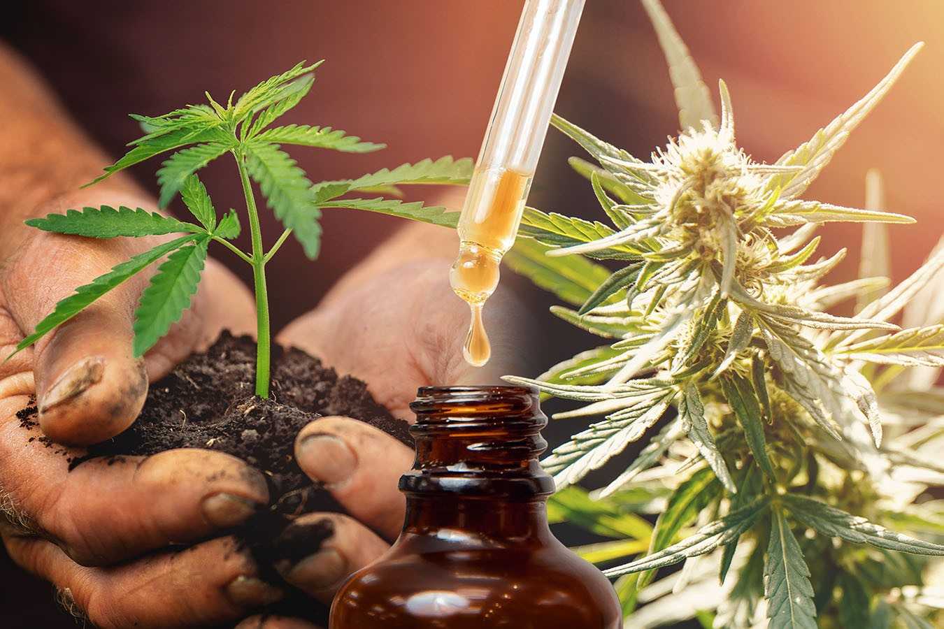 Cannabis CBD TNC oil extracts in jars herb and leaves. Concept medical marijuana Cannabis CBD TNC oil extracts in jars herb and leaves. Concept medical marijuana