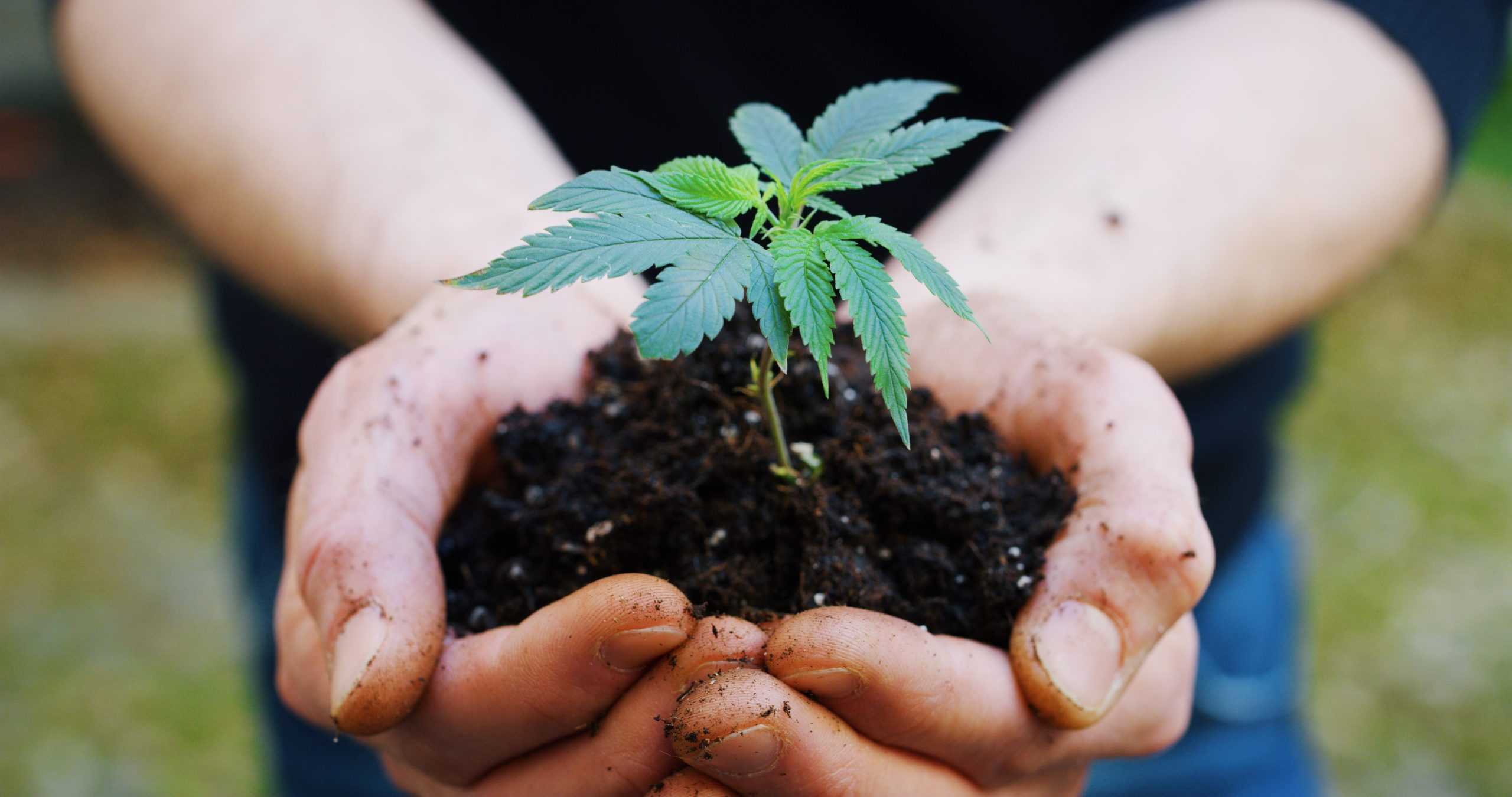 Close up of agronome hands keeping a sprout of biological and ecological hemp plants used for herbal pharmaceutical cbd oil outside the greenhouse.