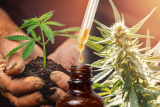 What are Hemp Oil Benefits?