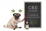CBD and Your Pets