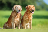 CBD For Pets: What Owners Need To Know
