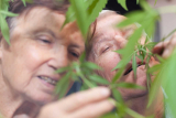 CBD & Anti-Aging